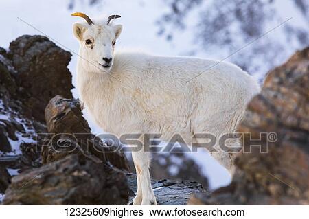Stock Photograph - Dall sheep (ovis dalli) ewe on a rocky cliff in Denali National Park in winter; Alaska, United States of America. Fotosearch