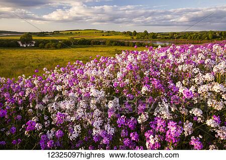 Stock Photograph - Dame's Rocket (Hesperis matronalis) wildflowers in evening sun; Shubenacadie, Nova Scotia, Canada. Fotosearch
