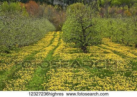 Dandelions in an apple orchard; Three Mile Plains, Nova Scotia, Canada View Large Photo Image Stock Photograph - Dandelions in an apple orchard; Three Mile Plains, Nova Scotia, Canada. Fotosearch
