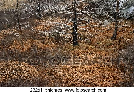Stock Photograph - Dead clumps of ferns and skeletal trees in autumn, Crystal Crescent Beach Provincial Park; Nova Scotia, Canada. Fotosearch