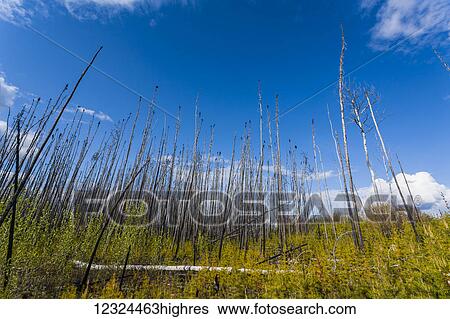 Stock Photograph - Dead trees standing tall against a blue sky with new growth on the forest floor; Alberta, Canada. Fotosearch