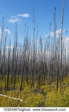 Stock Photograph - Dead trees standing tall against a blue sky with new growth on the forest floor; Alberta, Canada. Fotosearch
