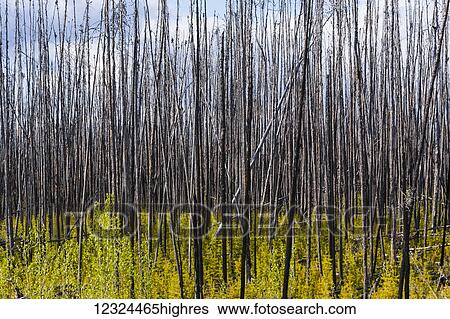 Dead trees standing tall against a cloudy sky with new growth on the forest floor; Alberta, Canada View Large Photo Image Stock Photograph - Dead trees standing tall against a cloudy sky with new growth on the forest floor; Alberta, Canada. Fotosearch