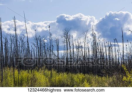 Stock Photograph - Dead trees standing tall against a cloudy sky with new growth on the forest floor; Alberta, Canada. Fotosearch