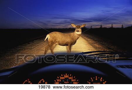 Stock Photo - Deer in headlights. Fotosearch