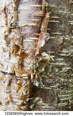 Stock Photograph - Detail of birch bark peeling from the trunk of a tree, Moose Pass, South-central Alaska; Alaska, United States of America. Fotosearch