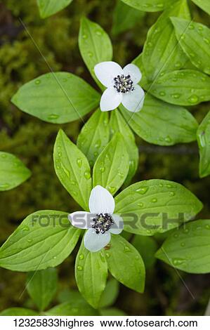 Stock Photograph - Detail of water droplets on bright green Dwarf Dogwood (Cornus canadensis) leaves, two white flowers blooming in the middle, Moose Pass, South-central Alaska; Alaska, United States of America. Fotosearch