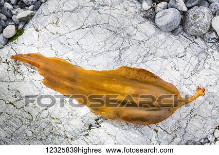 Detail view of a leaf deteriorated by the ocean, white granite in the background, Kachemak Bay, South-central Alaska; Seldovia, Alaska, United States of America View Large Photo Image Stock Photograph - Detail view of a leaf deteriorated by the ocean, white granite in the background, Kachemak Bay, South-central Alaska; Seldovia, Alaska, United States of America. Fotosearch