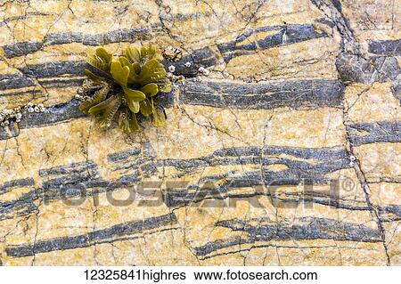 Stock Photograph - Detail view of green kelp growing on a rock in Kachemak Bay, South-central Alaska; Seldovia, Alaska, United States of America. Fotosearch