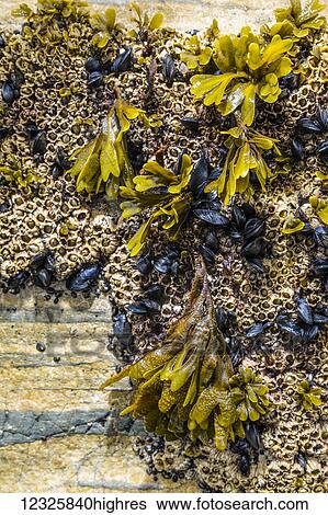 Stock Photograph - Detail view of kelp growing with barnicles on a rock, Kachemak Bay, South-central Alaska; Seldovia, Alaska, United States of America. Fotosearch