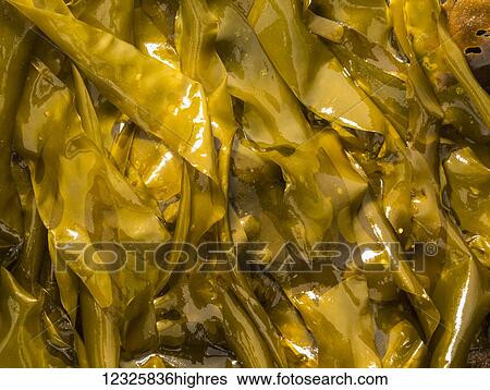 Detail view of kelp on the surface of the ocean in Kachemak Bay; Seldovia, Alaska, United States of America View Large Photo Image Stock Photograph - Detail view of kelp on the surface of the ocean in Kachemak Bay; Seldovia, Alaska, United States of America. Fotosearch