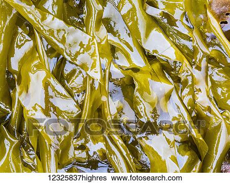Stock Photograph - Detail view of kelp on the surface of the ocean in Kachemak Bay; Seldovia, Alaska, United States of America. Fotosearch