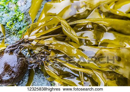 Detail view of kelp on the surface of the ocean in Kachemak Bay; Seldovia, Alaska, United States of AmericaNone View Large Photo Image Stock Photograph - Detail view of kelp on the surface of the ocean in Kachemak Bay; Seldovia, Alaska, United States of AmericaNone. Fotosearch
