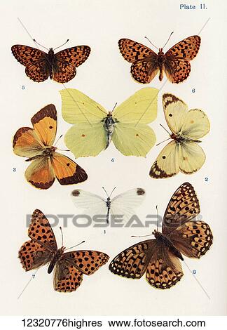Stock Photograph - Different types of butterflies. Illustration by W. S. Furneaux. From the book Butterflies, Moths and Other Insects and Creatures of the Countryside. Published 1927.. Fotosearch