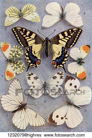 Stock Photograph - Different types of butterflies. Illustration by W. S. Furneaux. From the book Butterflies, Moths and Other Insects and Creatures of the Countryside. Published 1927.. Fotosearch