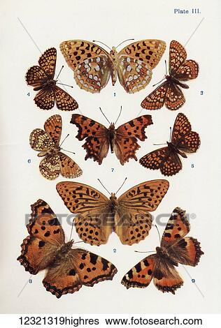 Stock Photograph - Different types of butterflies. Illustration by W. S. Furneaux. From the book Butterflies, Moths and Other Insects and Creatures of the Countryside. Published 1927.. Fotosearch