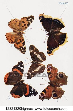 Stock Photograph - Different types of butterflies. Illustration by W. S. Furneaux. From the book Butterflies, Moths and Other Insects and Creatures of the Countryside. Published 1927.. Fotosearch