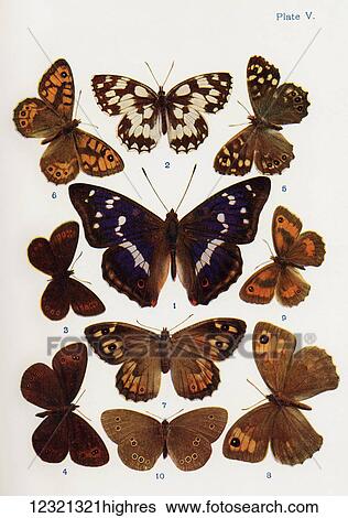 Different types of butterflies. Illustration by W. S. Furneaux. From the book Butterflies, Moths and Other Insects and Creatures of the Countryside. Published 1927. View Large Photo Image Stock Photograph - Different types of butterflies. Illustration by W. S. Furneaux. From the book Butterflies, Moths and Other Insects and Creatures of the Countryside. Published 1927.. Fotosearch