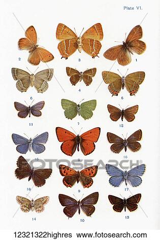 Different types of butterflies. Illustration by W. S. Furneaux. From the book Butterflies, Moths and Other Insects and Creatures of the Countryside. Published 1927. View Large Photo Image Stock Photograph - Different types of butterflies. Illustration by W. S. Furneaux. From the book Butterflies, Moths and Other Insects and Creatures of the Countryside. Published 1927.. Fotosearch