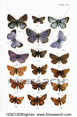 Stock Photograph - Different types of butterflies. Illustration by W. S. Furneaux. From the book Butterflies, Moths and Other Insects and Creatures of the Countryside. Published 1927.. Fotosearch