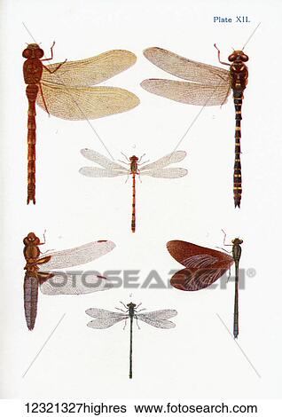 Stock Photograph - Different types of Dragonflies. Illustration by W. S. Furneaux. From the book Butterflies, Moths and Other Insects and Creatures of the Countryside. Published 1927.. Fotosearch