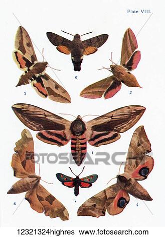 Stock Photograph - Different types of moths. Illustration by W. S. Furneaux. From the book Butterflies, Moths and Other Insects and Creatures of the Countryside. Published 1927.. Fotosearch
