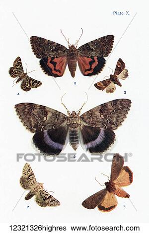 Stock Photograph - Different types of moths. Illustration by W. S. Furneaux. From the book Butterflies, Moths and Other Insects and Creatures of the Countryside. Published 1927.. Fotosearch