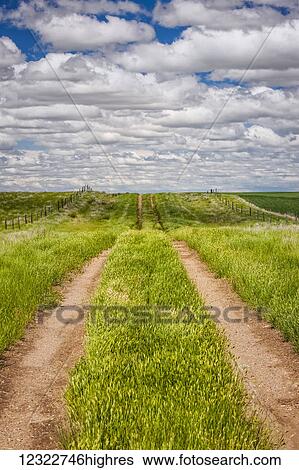 Dirt tracks down a field of green grass; Herschel, Saskatchewan, Canada View Large Photo Image Stock Photograph - Dirt tracks down a field of green grass; Herschel, Saskatchewan, Canada. Fotosearch