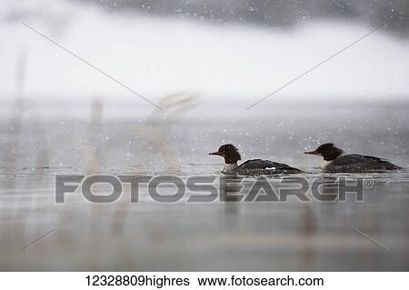 Ducks in tranquil water during a rainfall; Homer, Alaska, United States of America View Large Photo Image Stock Photograph - Ducks in tranquil water during a rainfall; Homer, Alaska, United States of America. Fotosearch
