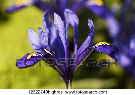 Stock Photograph - Dwarf Iris blooms in February; Oregon, United States of America. Fotosearch