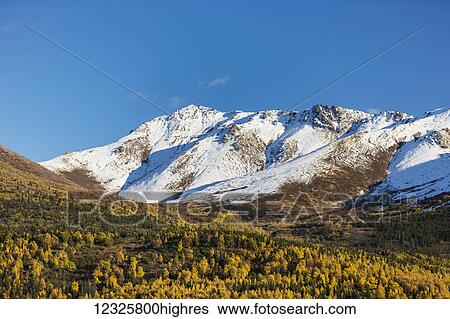 Stock Photograph - Eagle River Valley, autumn coloured trees filling the valley, snow covering the Chugach Mountains in the background, Eagle River, South-central Alaska; Alaska, United States of America. Fotosearch