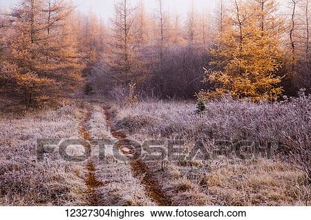 Stock Photograph - Early morning on an old frosted field with golden Larch trees; Enfield, Nova Scotia, Canada. Fotosearch