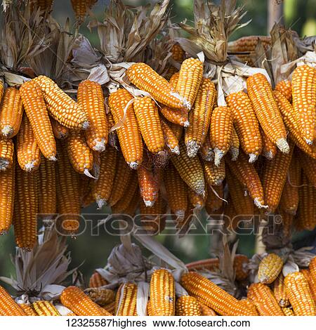 Ears of corn drying on a rack; Tambon Mae Salong Nok, Chang Wat Chiang Rai, Thailand View Large Photo Image Stock Photograph - Ears of corn drying on a rack; Tambon Mae Salong Nok, Chang Wat Chiang Rai, Thailand. Fotosearch