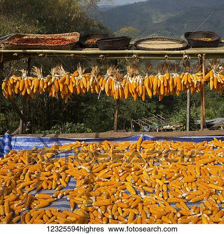 Ears of corn drying on racks and laying out on a tarp; Tambon Mae Salong Nok, Chang Wat Chiang Rai, Thailand View Large Photo Image Stock Photograph - Ears of corn drying on racks and laying out on a tarp; Tambon Mae Salong Nok, Chang Wat Chiang Rai, Thailand. Fotosearch