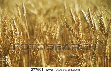 Ears of golden wheat View Large Photo Image Stock Image - Ears of golden wheat. Fotosearch