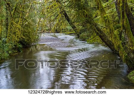 Ecola Creek flows through mossy rain forest; Cannon Beach, Oregon, United States of America View Large Photo Image Stock Photograph - Ecola Creek flows through mossy rain forest; Cannon Beach, Oregon, United States of America. Fotosearch