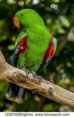 Electus Parrot at Victoria Butterfly Gardens; Victoria, British Columbia, Canada View Large Photo Image Stock Photograph - Electus Parrot at Victoria Butterfly Gardens; Victoria, British Columbia, Canada. Fotosearch