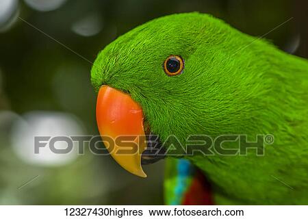 Stock Photograph - Electus Parrot at Victoria Butterfly Gardens; Victoria, British Columbia, Canada. Fotosearch