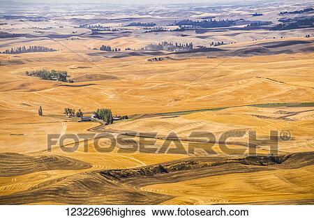 Stock Photograph - Endless wheat fields; Palouse, Washington, United States of America. Fotosearch