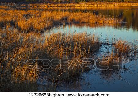 Stock Photograph - Evening sun lights up the marsh grass of a coastal pond in late December; Cow Bay, Nova Scotia, Canada. Fotosearch
