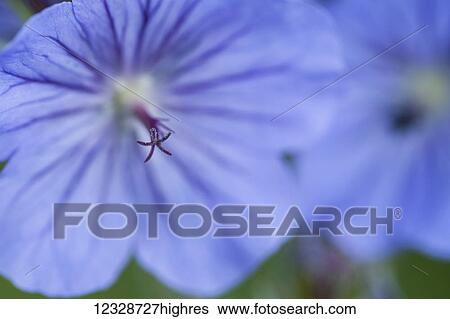Stock Photograph - Extreme close-up of a blue geranium; Alaska, United States of America. Fotosearch