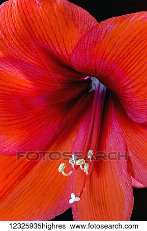 Extreme close-up of a colourful lily's stamen and pistons; Calgary, Alberta, Canada View Large Photo Image Stock Photograph - Extreme close-up of a colourful lily's stamen and pistons; Calgary, Alberta, Canada. Fotosearch