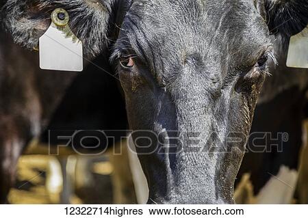 Stock Photograph - Face of a Holstein dairy cow; Deroche, British Columbia, Canada. Fotosearch
