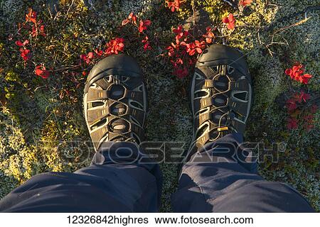 Stock Photograph - Feet standing in the colourful tundra along Iceland's South Coast; Iceland. Fotosearch