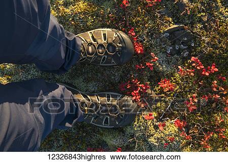 Stock Photograph - Feet standing in the colourful tundra along Iceland's South Coast; Iceland. Fotosearch