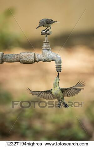 Stock Photograph - Female purple sunbirds (Cinnyris asiaticus) on and under a dripping tap; Chandrapur, Maharashtra, India. Fotosearch