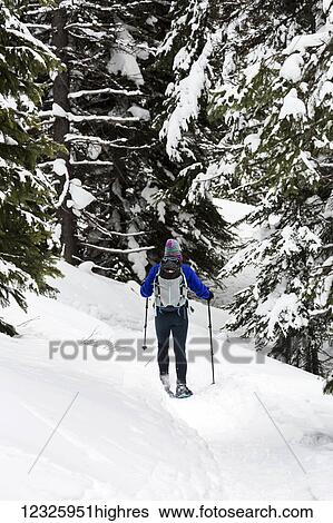 Female snowshoeing along a trail in a snow covered forest, East of Field; British Columbia, Canada View Large Photo Image Stock Photograph - Female snowshoeing along a trail in a snow covered forest, East of Field; British Columbia, Canada. Fotosearch
