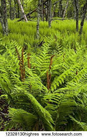 Stock Photograph - Fern meadow; Enfield, Nova Scotia, Canada. Fotosearch