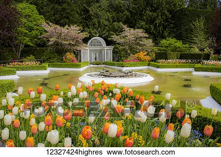 Stock Photograph - Fields of tulips at Butchart Gardens; Victoria, British Columbia, Canada. Fotosearch