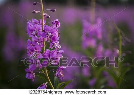 Stock Photograph - Fireweed (Chamaenerion angustifolium); Alaska, United States of America. Fotosearch